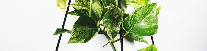 英格兰足球超级联赛比赛画面 - 球迷欢呼雀跃的球场全景